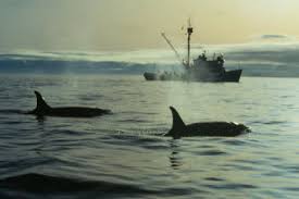 oil spill response and whales