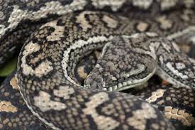 carpet pythons removed from australian
