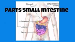 parts of the small intestine you