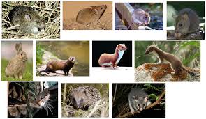 abundance and dynamics of small mammals