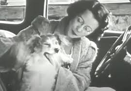 Seattle Animal Rescue In The 1930s