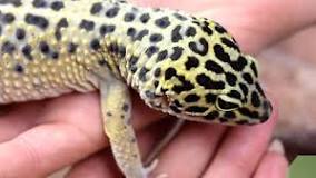 how-do-i-feed-my-leopard-gecko-that-wont-eat