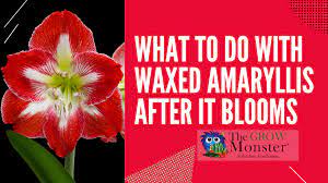 What to do with waxed amaryllis after it blooms - The Grow Monster