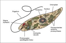 Don't forget to share your completed colouring sheet. Plantlike Protists