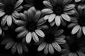 124 wallpaper black and white images