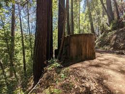Maybe you would like to learn more about one of these? Henry Cowell Redwoods State Park Kalifornien Beliebte Routen Alltrails