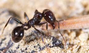 little black ant control gregory pest