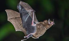 How To Get Rid Of Bats In Your Home