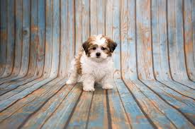 They are a cross between a shih tzu and a poodle. Shih Poo Ultimate Pet Parent Care Guide And 7 Fun Facts Perfect Dog Breeds
