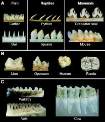 Tooth Shape Formation And Tooth Renewal Evolving With The