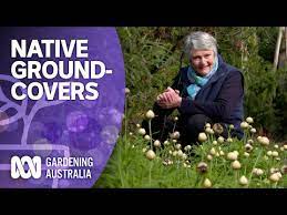 The Best Native Groundcover Plants For