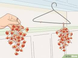 how to dry bittersweet vine 9 steps