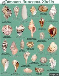 Common Shells Chart Sea Shells Seashell Crafts Shells