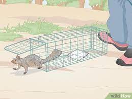 How To Catch A Squirrel 11 Steps With