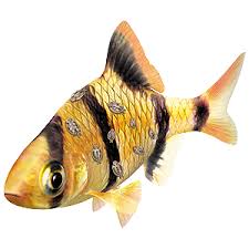 Fish Illnesses How To Spot Them Tetra