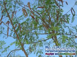 Resultado de imagen de fotos de la planta o arbol de la Moringa