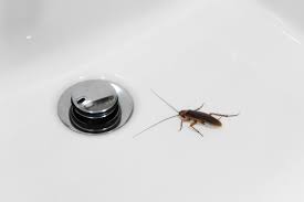 does bleach down the drain stop roaches