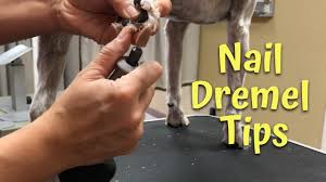 dremel your dogs nails you