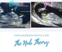 Nub Theory Guide For Gender Prediction 2019 The Gender
