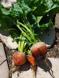 Vegetable Varieties