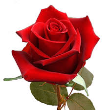 red roses meaning symbolism history