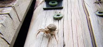 Prevent Pests From Entering Your Shed