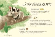 Sugar Gliders For Sale Safe, Simple & Veterinarian Facts, Information 2022 Common,lesser gliding opossum, sugar squirrel; Kingdom, Animalia, Phylum,