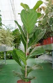 La maggior parte delle piante da interno hanno origine tropicale, vi siete mai chiesti perché? Piante Da Appartamento A Foglie Larghe