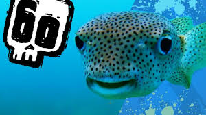 Fish & fishing trivia quiz questions and answers. Deadly 60 Quiz Fearsome Fish Cbbc Bbc