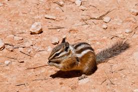 How Exactly Is A Chipmunk Different From A Squirrel