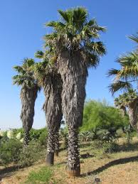 Washingtonia robusta (mexican fan palm or mexican washingtonia) is a palm tree native to western sonora and baja california sur in northwestern mexico. Washingtonia Wikipedia