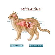 Cat Anatomy System Life Size Body Part Chart Removable Wall Graphic