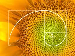 Złoty podział - Złota proporcja - Ciąg fibonacciego w przyrodzie - 2022 -  tarot online i horoskopy