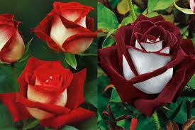 what is an osiria rose plus how to