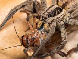 what do house spiders eat types of