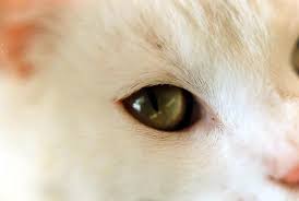 Corneal ulcers can result from eye injuries, chronically dry eyes, or anatomical abnormalities. Conjunctivitis In Cats Vetwest Animal Hospitals
