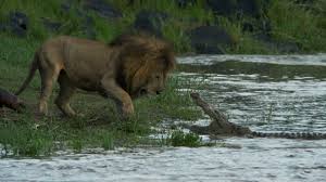Yes, wild cats are found in deserts in africa. Real Life Lion Kings African Big Cats Caught On Film Cnn