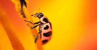 pink ladybug characteristics life