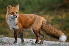 Red Fox Vulpes Vulpes Natural Resources Research