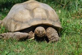 un enclos pour tortue de terre