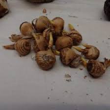 This group doesn't correspond to any particular biologic category, it's just those flowers that are symetrical, but. The Mystery Of The Unidentified Bag Of Mixed Bulbs Doff Portland Limited