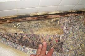 water damage mold expert mold test