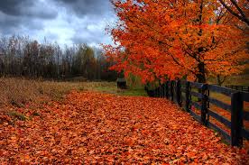 Image result for autumn leaves