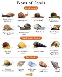 snail facts types t reion