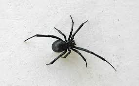 With a shiny black color and a glaring red hourglass stomach, she has long inspired fear and awe. Black Widow Spider Black Widow Description Black Widow Bite Desertusa