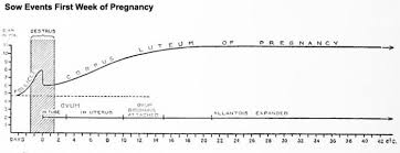 Swine Gestation Chart Lovely Pig Development Embryology