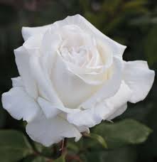 Their color varies from a pink and sometimes can be a black or white. White Perfumella Hybrid Tea Roses Fragrant Roses Rose Varieties