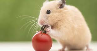 Heres A Dietary Guide To Feeding Your Pet Hamster
