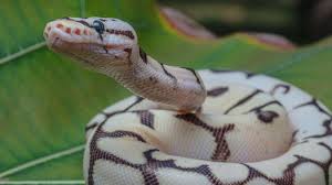 ball python care sheet petmd