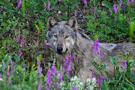 Alaskan timber wolf in natural habitat